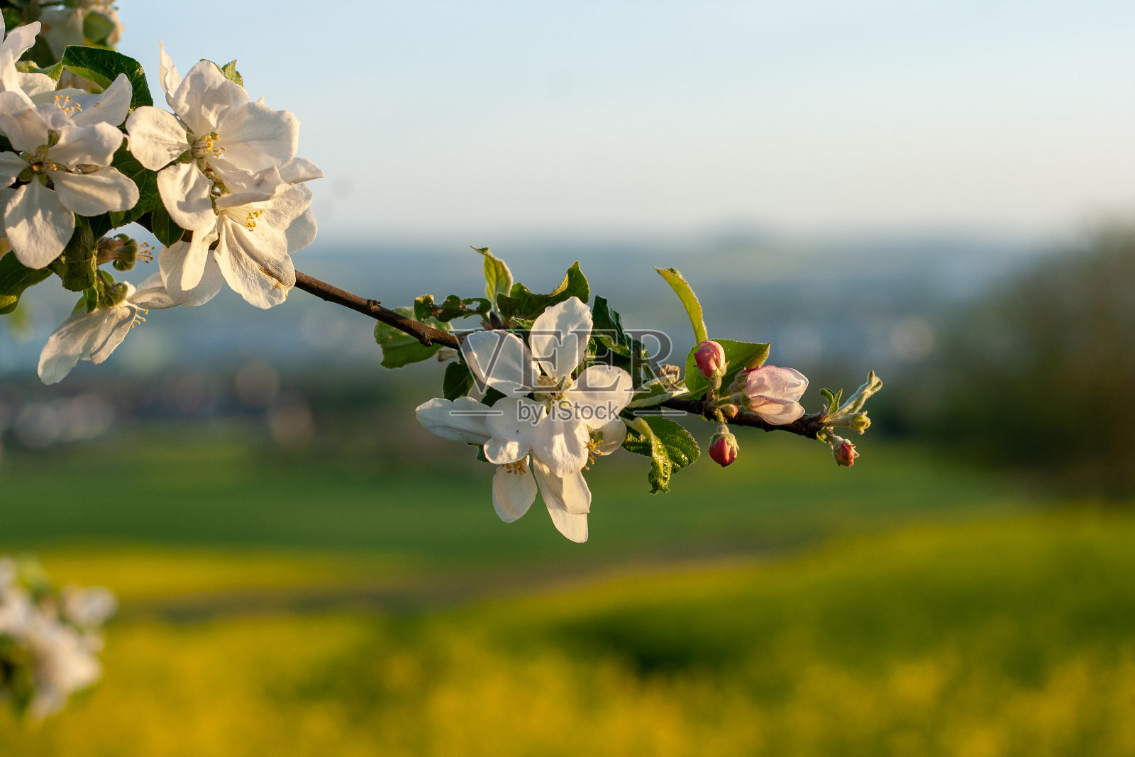 莱因斯泰格的苹果树照片摄影图片