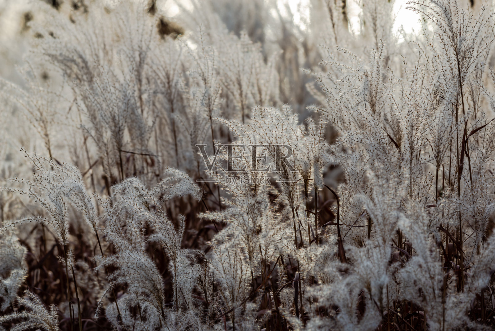 高白色装饰芦苇的性质照片摄影图片