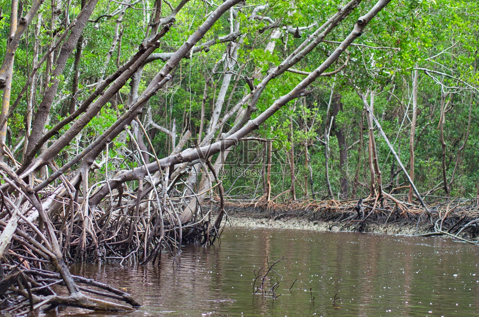 美国佛罗里达州大沼泽地的Mangroove森林照片摄影图片