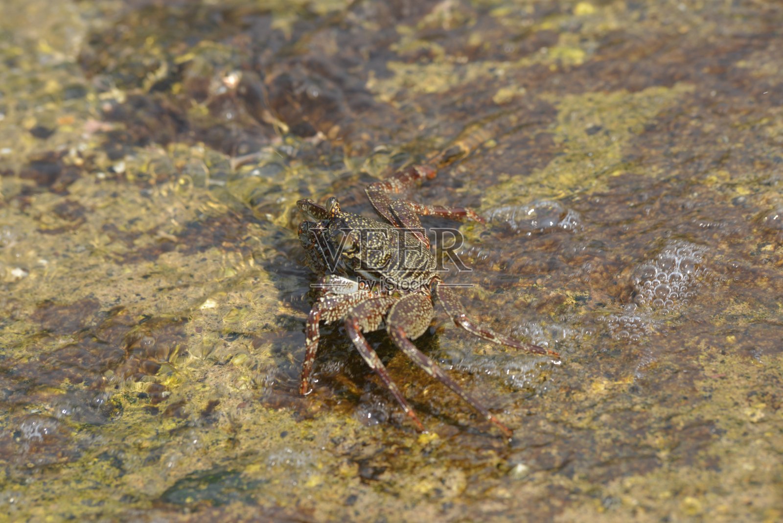 蟹照片摄影图片