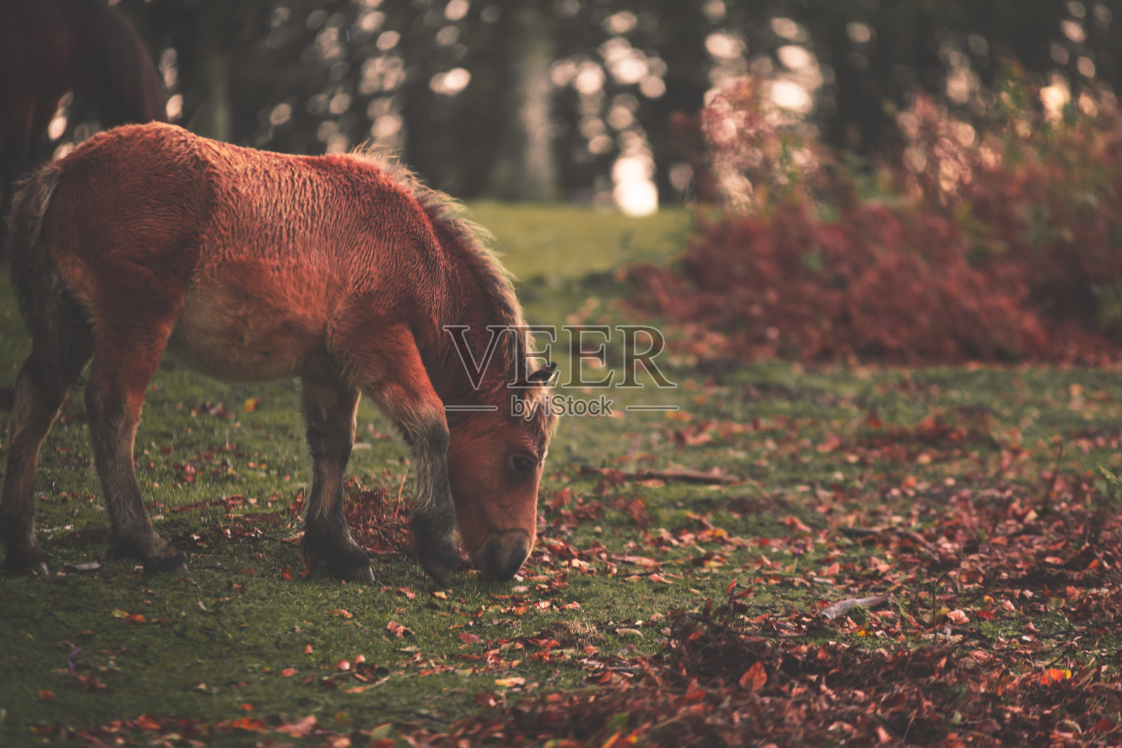 马吃草照片摄影图片