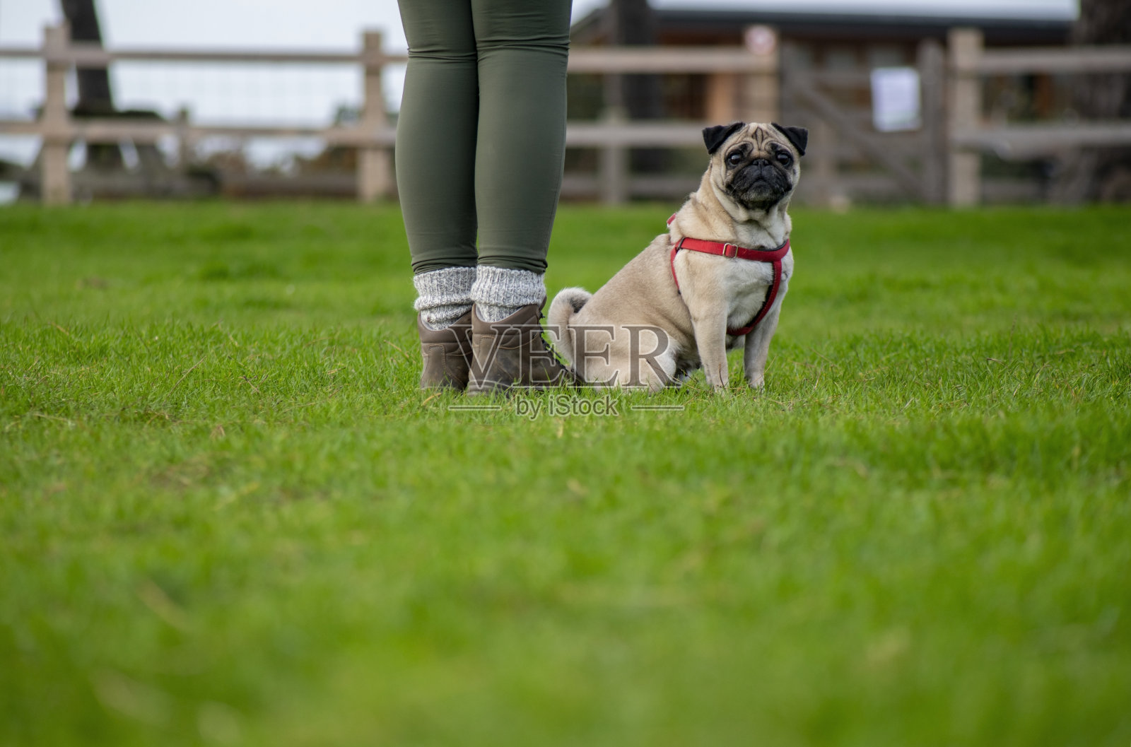 驯狗师背景照片摄影图片