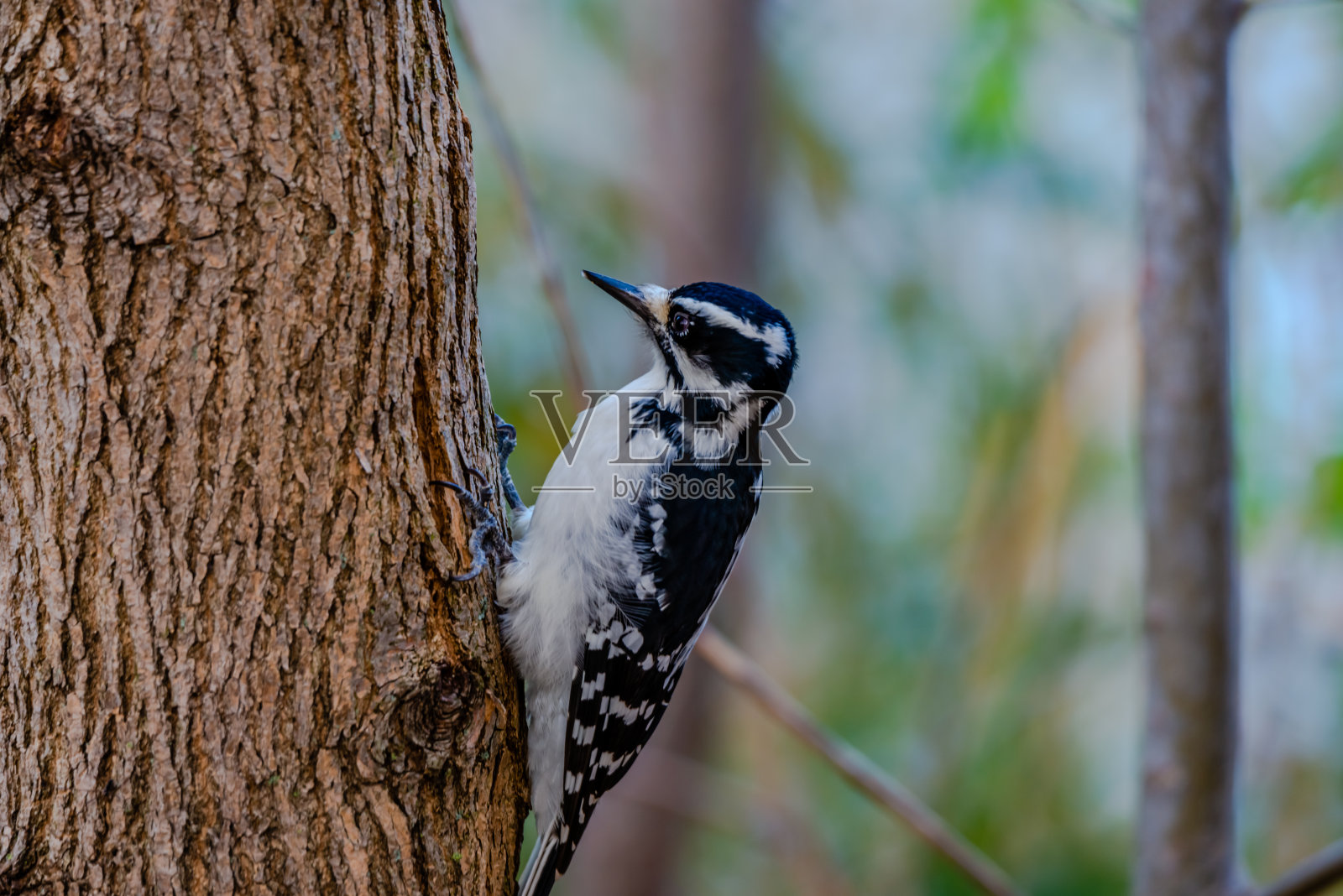 柔和的啄木鸟照片摄影图片