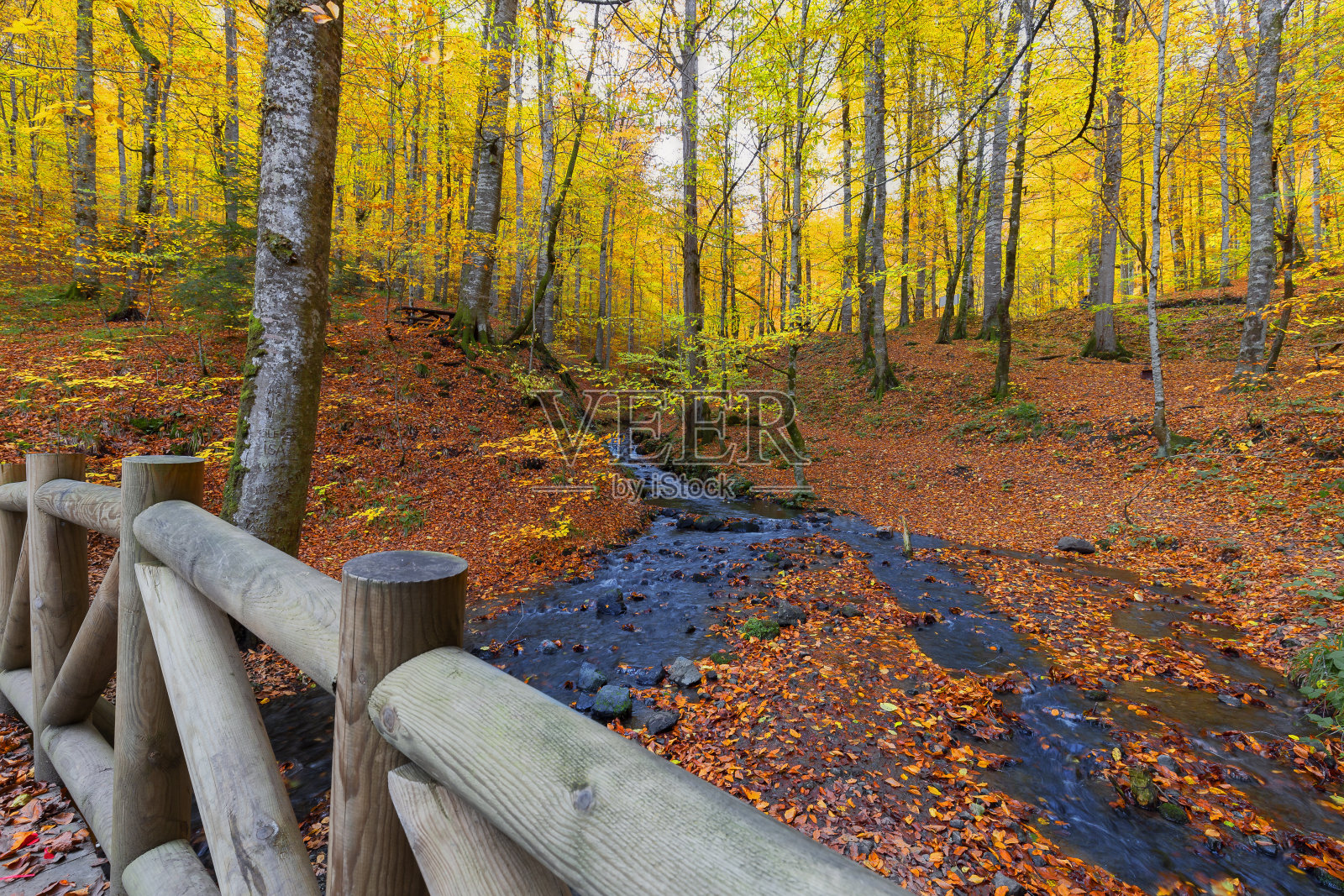 这是秋天。树上五颜六色的叶子。五颜六色的树叶飘落在地上。秋天的心情。照片摄影图片
