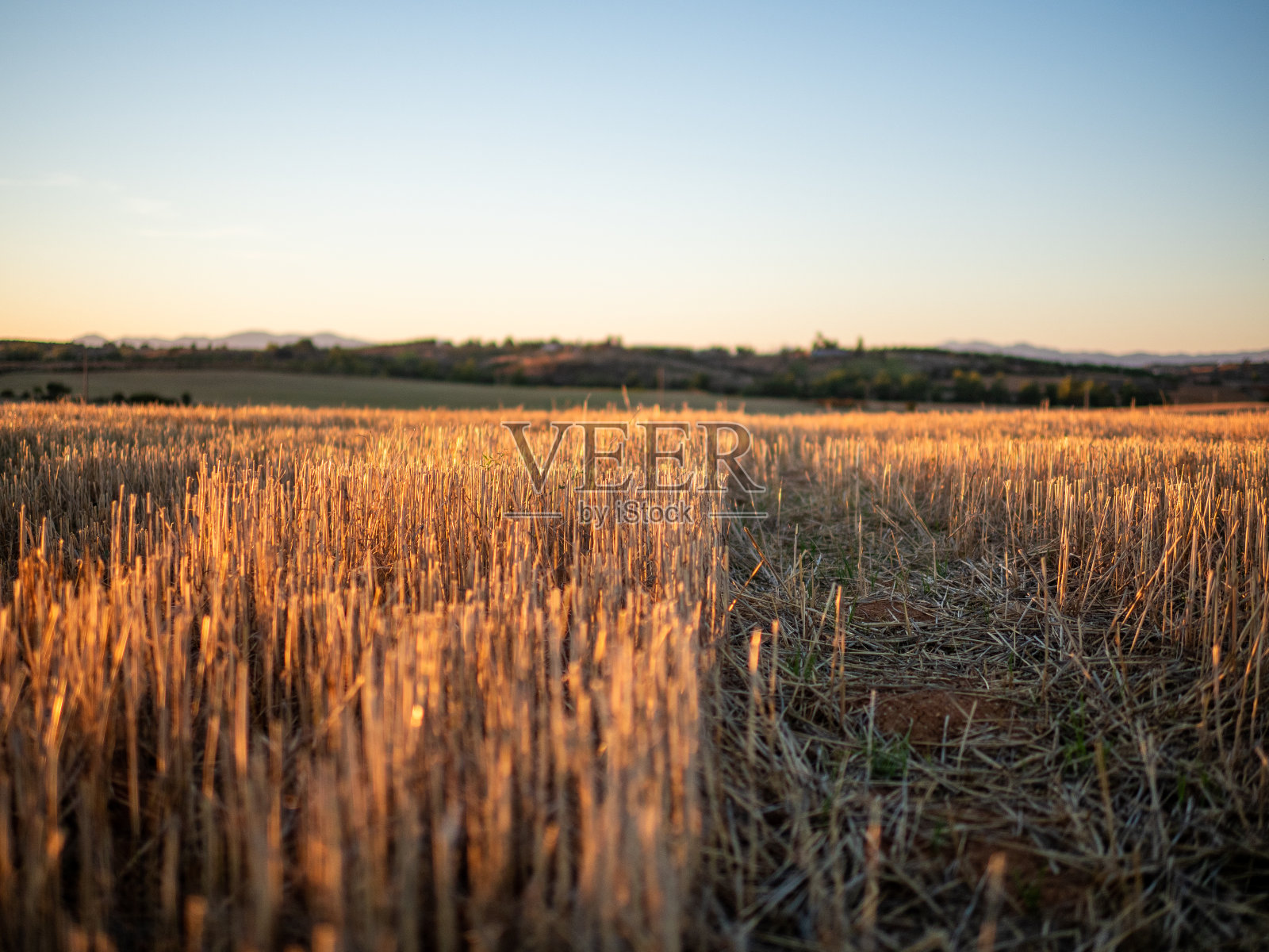 近景日落照片的新割谷物田照片摄影图片