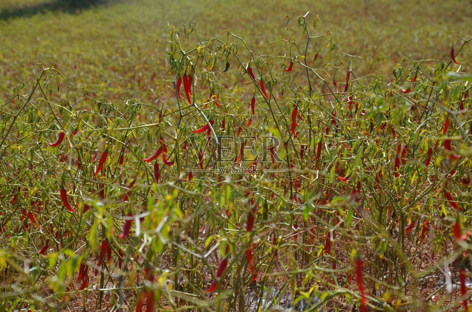 辣椒照片摄影图片