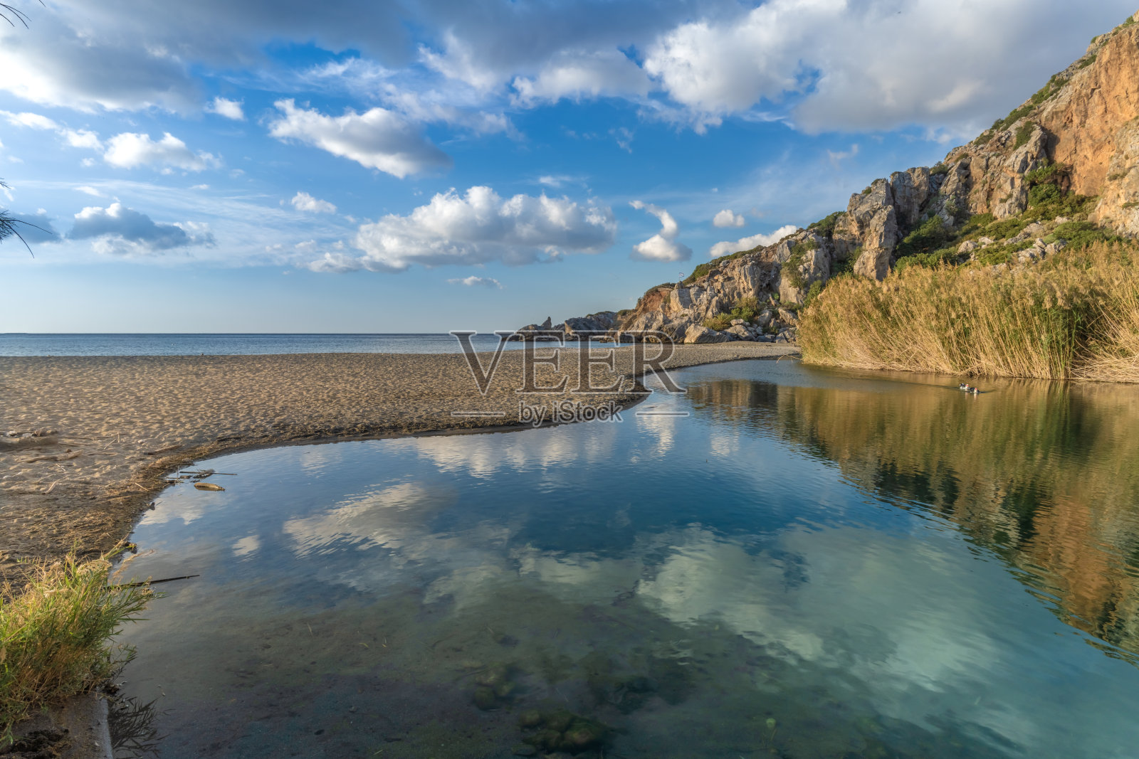 普雷维利海滩上的野鹅。这条河流经希腊克里特岛南部一片美丽的棕榈树林间空地照片摄影图片
