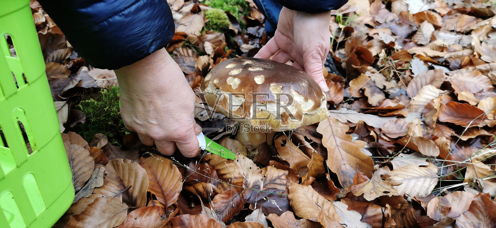 蘑菇采摘者用刀切蘑菇照片摄影图片