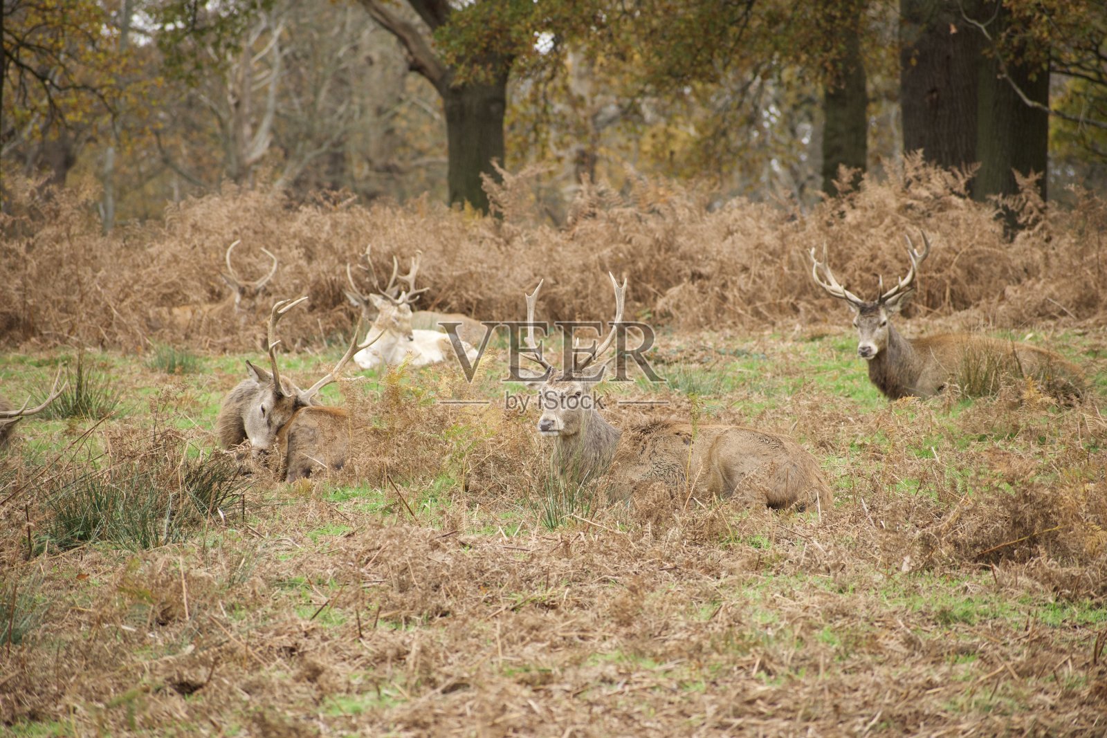 野生动物在它们的栖息地照片摄影图片