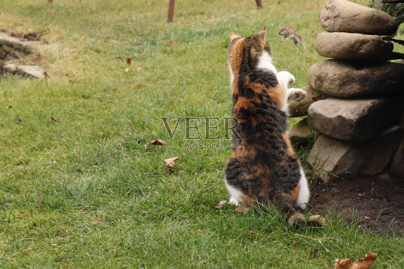 一只小老鼠试图逃离它的捕食者，但它还没走远。这只猫科野兽抓住了一只毫无防备的老鼠。驯养猫的元素照片摄影图片