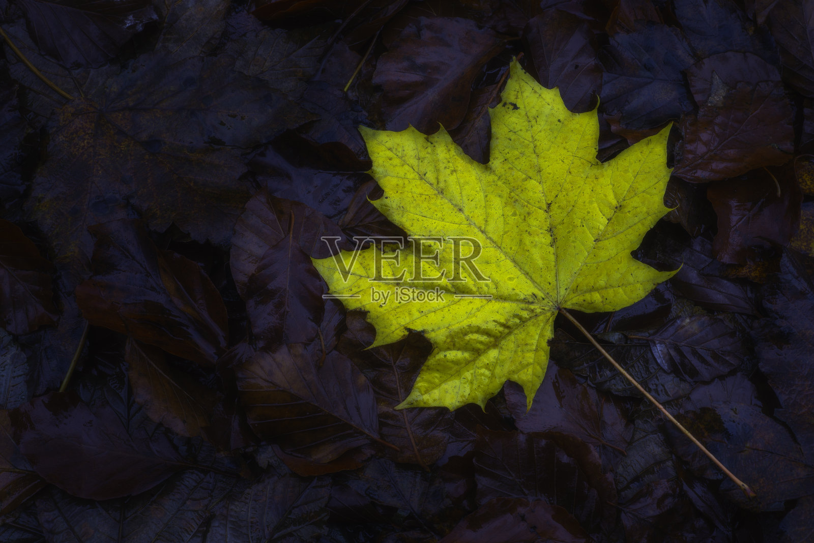 黄色的枫叶照片摄影图片