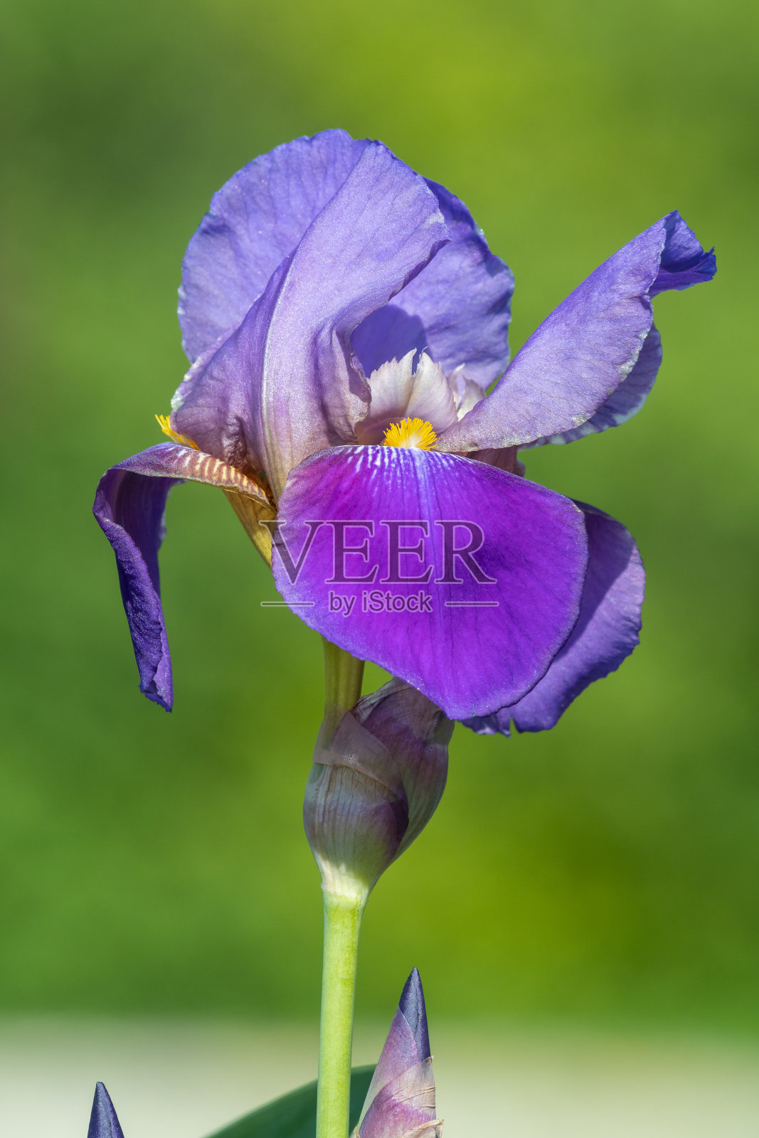 虹膜花照片摄影图片