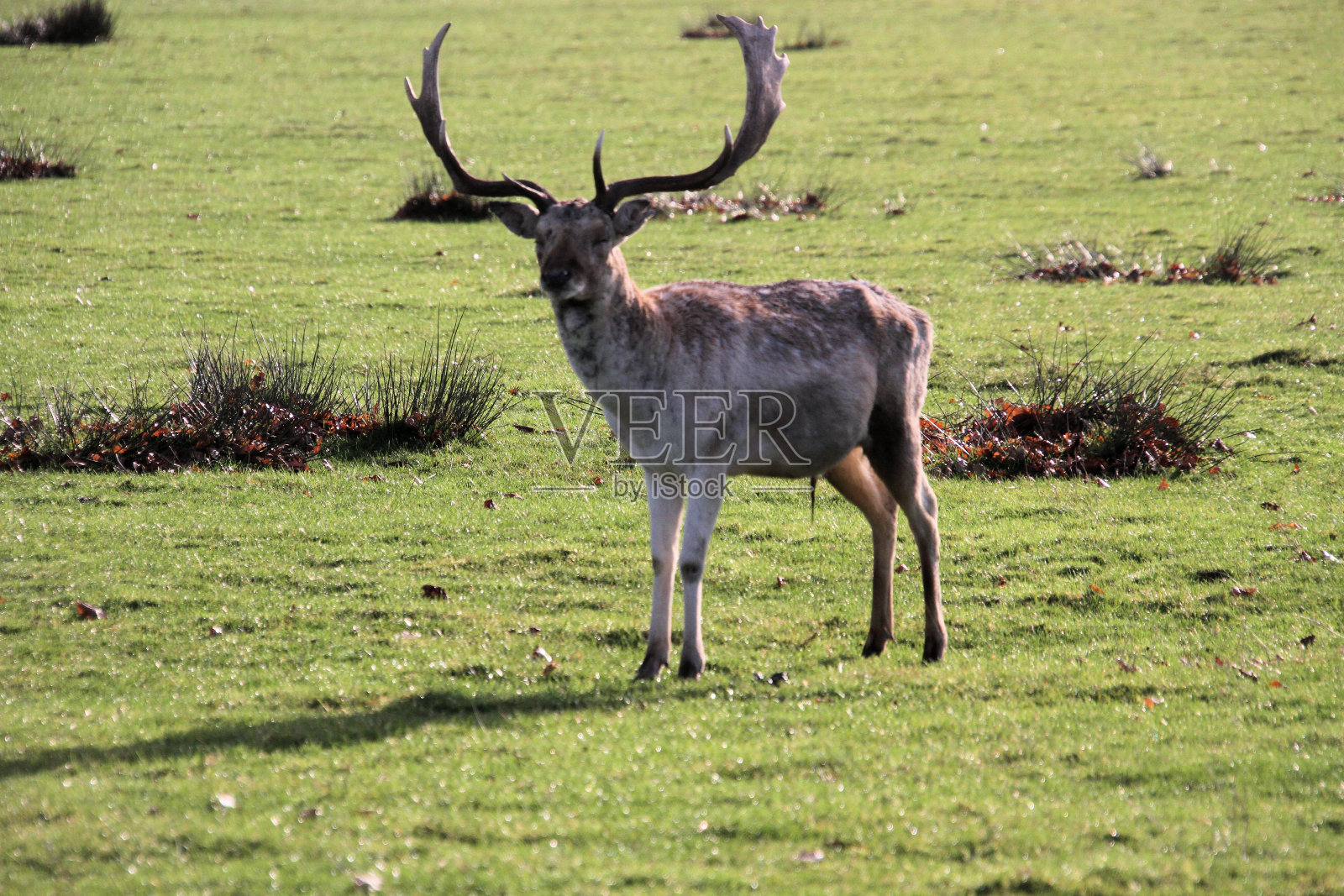 一幅小鹿的照片照片摄影图片