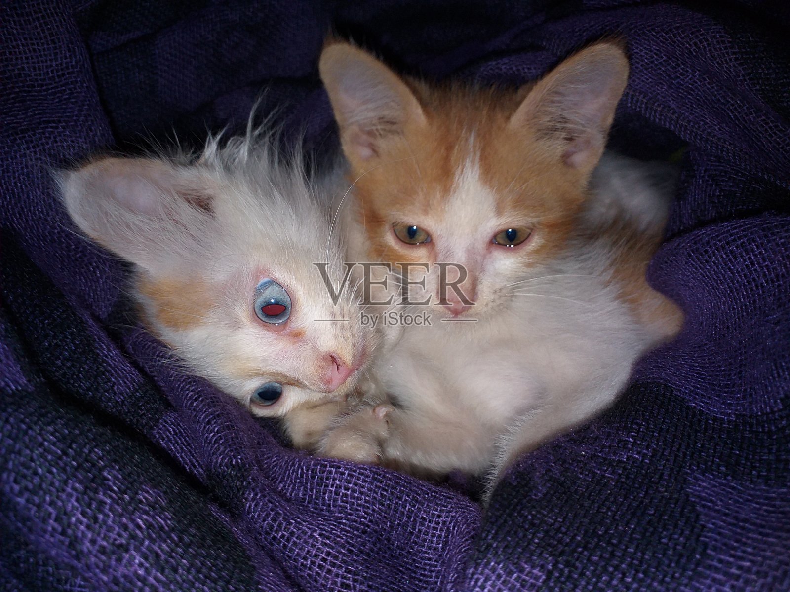 小猫,kucing奥伦照片摄影图片