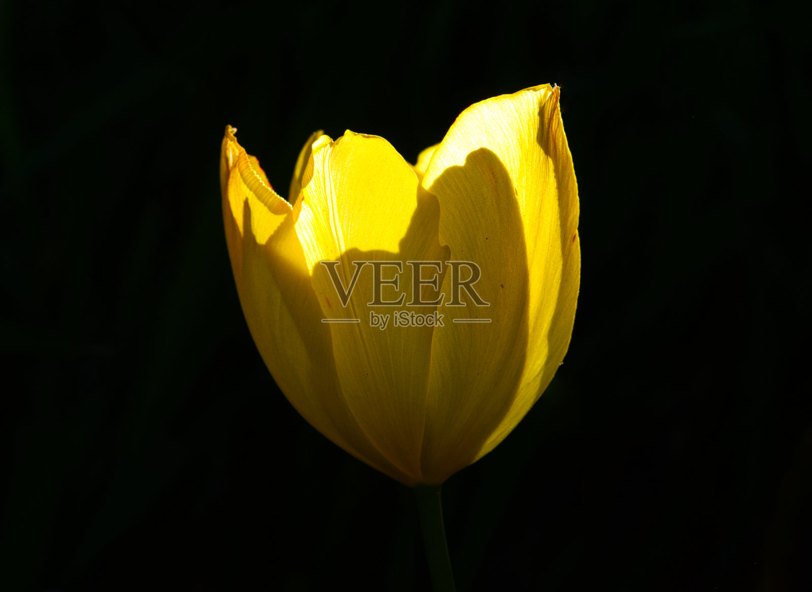 自然之美的特写镜头照片摄影图片