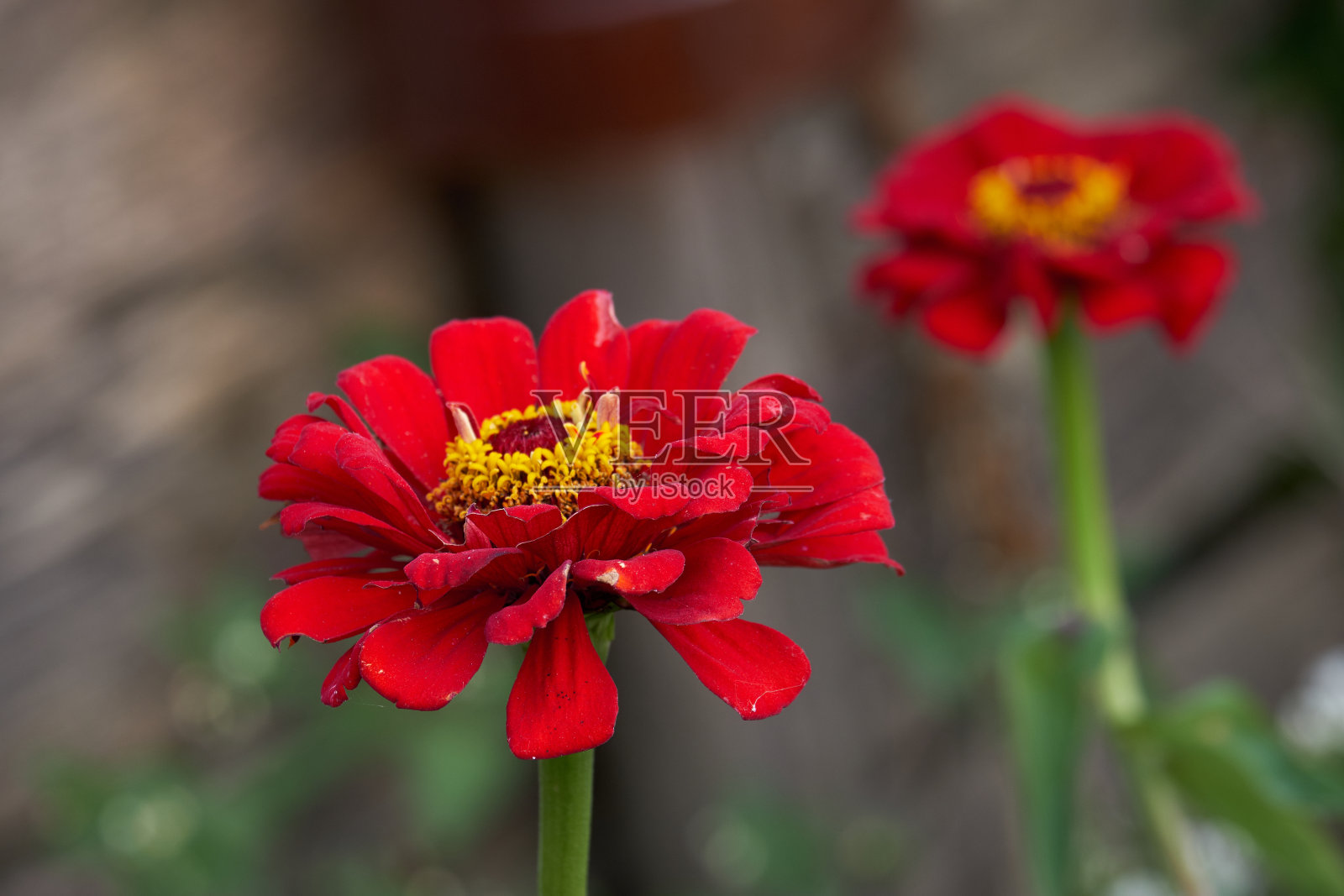 花照片摄影图片