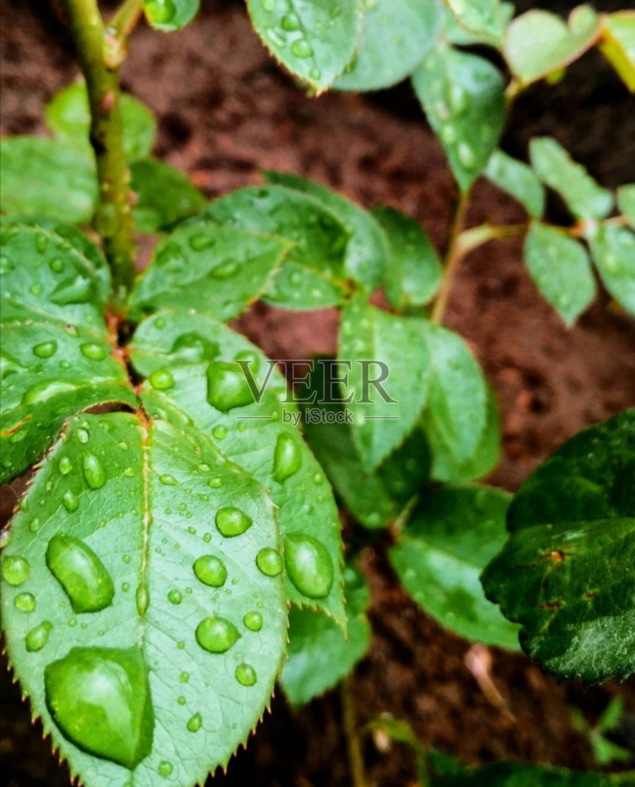 叶子和下降。照片摄影图片