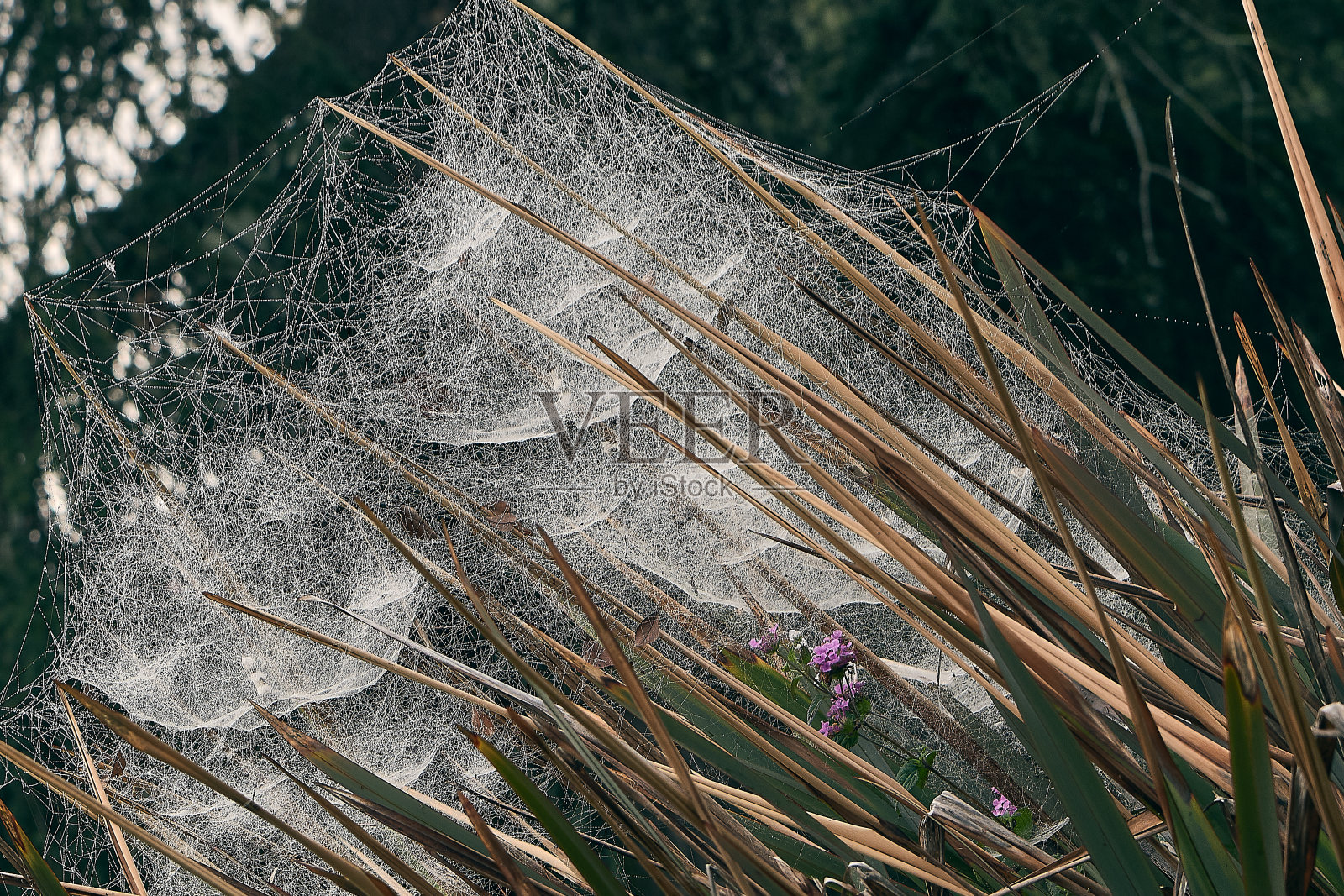 树枝间有蜘蛛网照片摄影图片