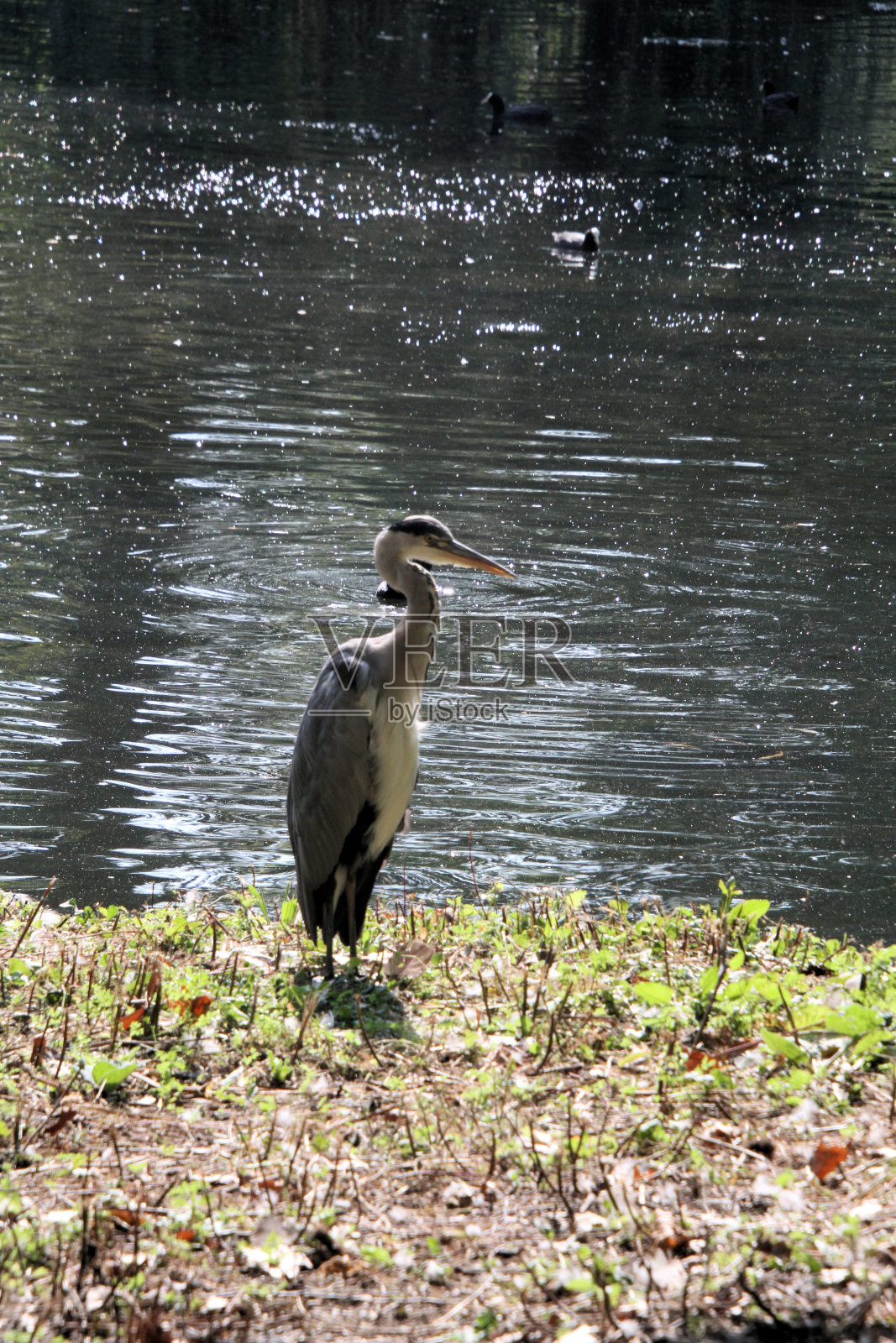 苍鹭的景象照片摄影图片