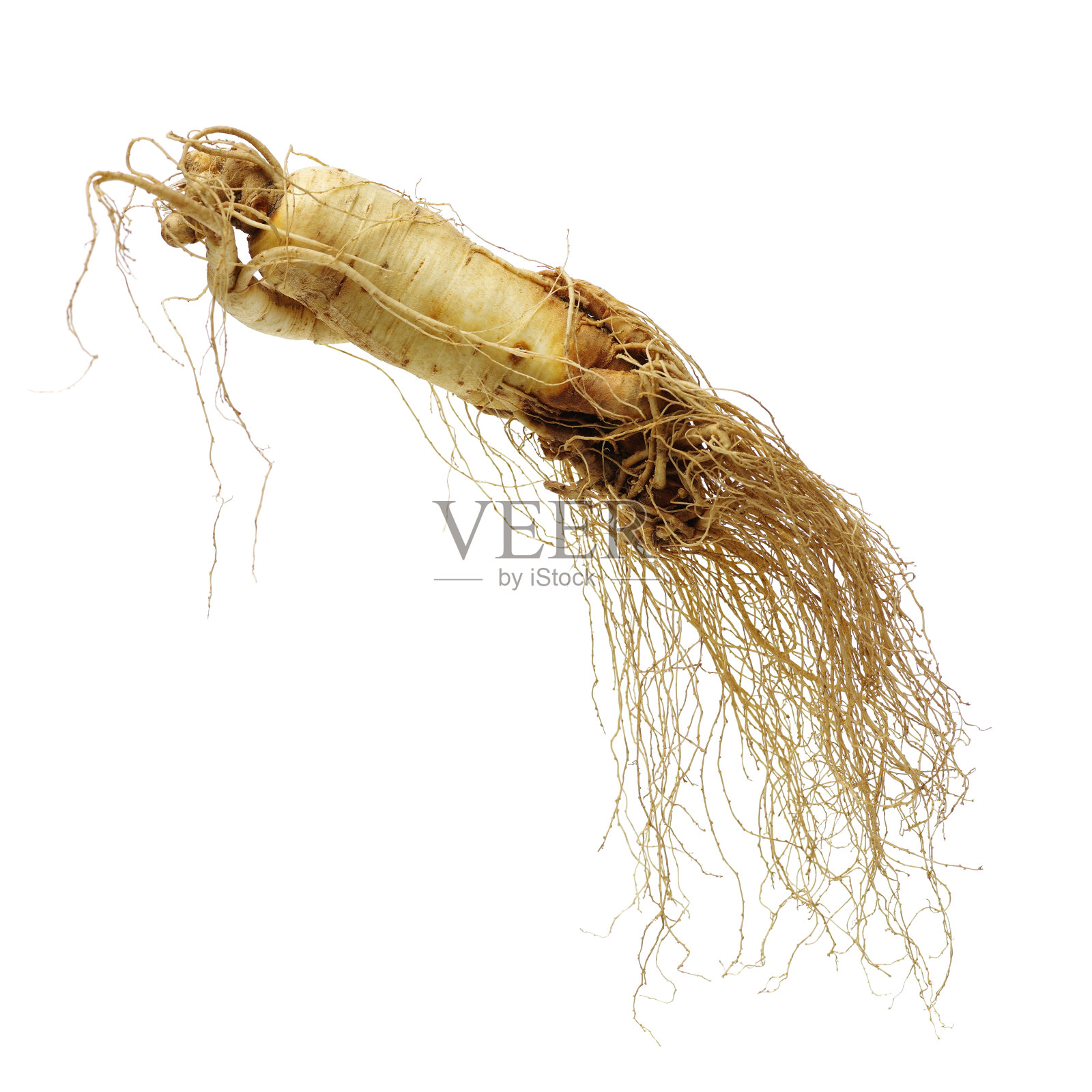 人参根照片摄影图片