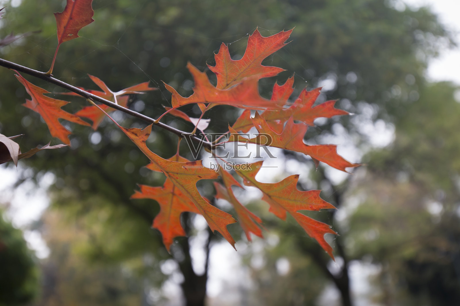 秋天的红枫照片摄影图片