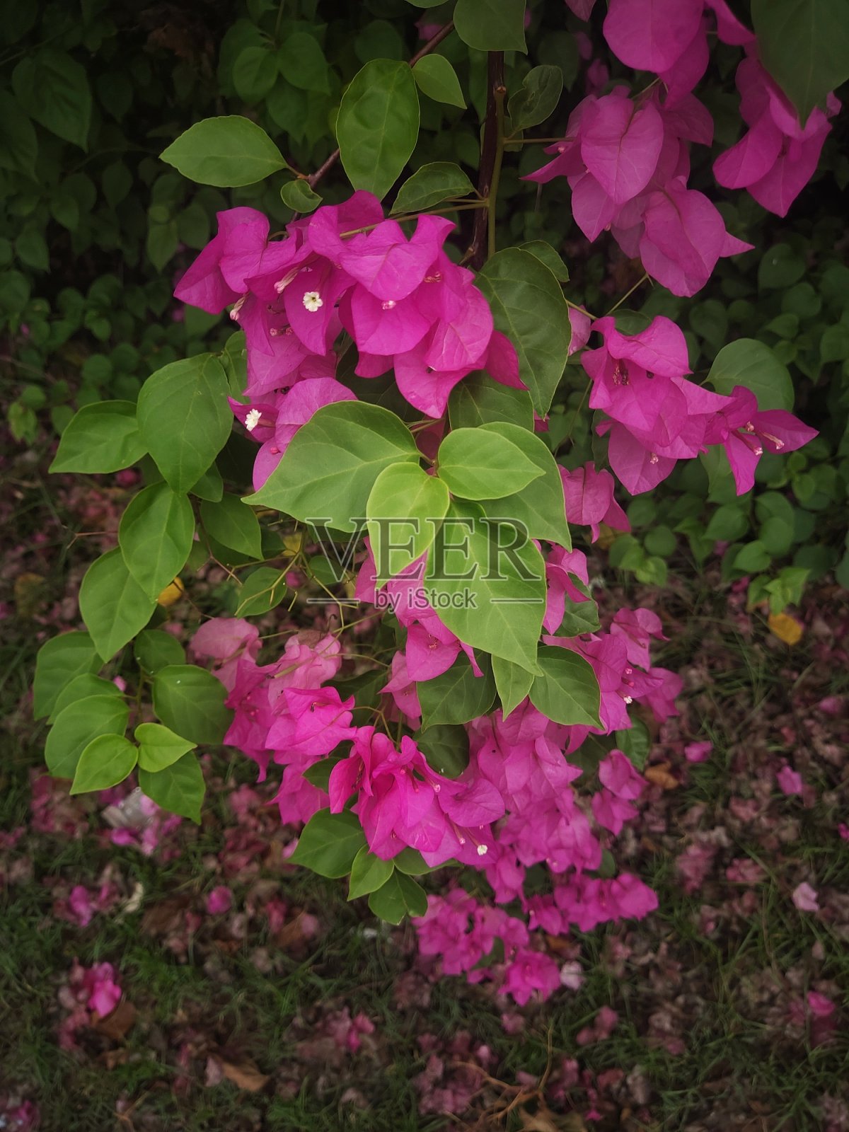 文章1照片摄影图片