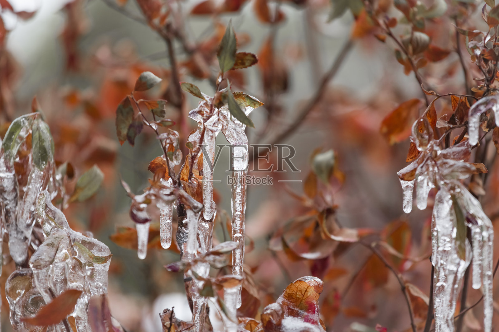 树枝上结了冰。冻雨过后的深秋，带有黄色叶子的树或灌木的树枝上透明美丽的冰柱。自然背景。照片摄影图片