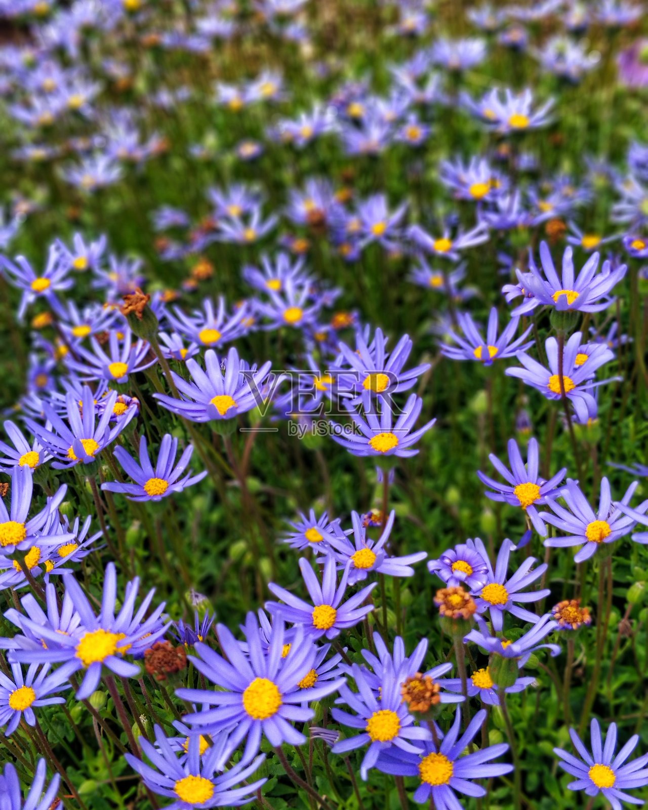 紫色的花照片摄影图片