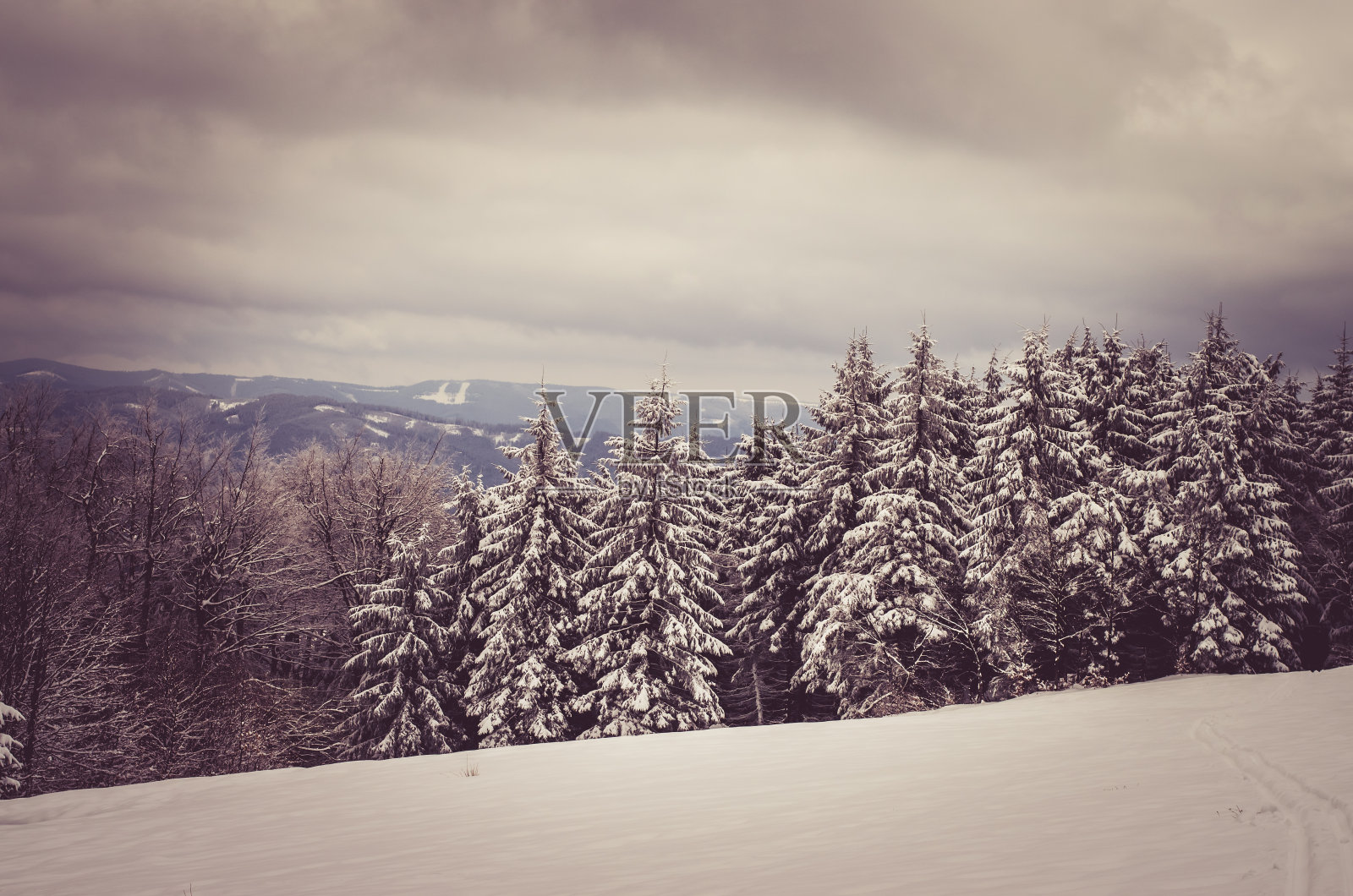 冬天的森林和白雪照片摄影图片