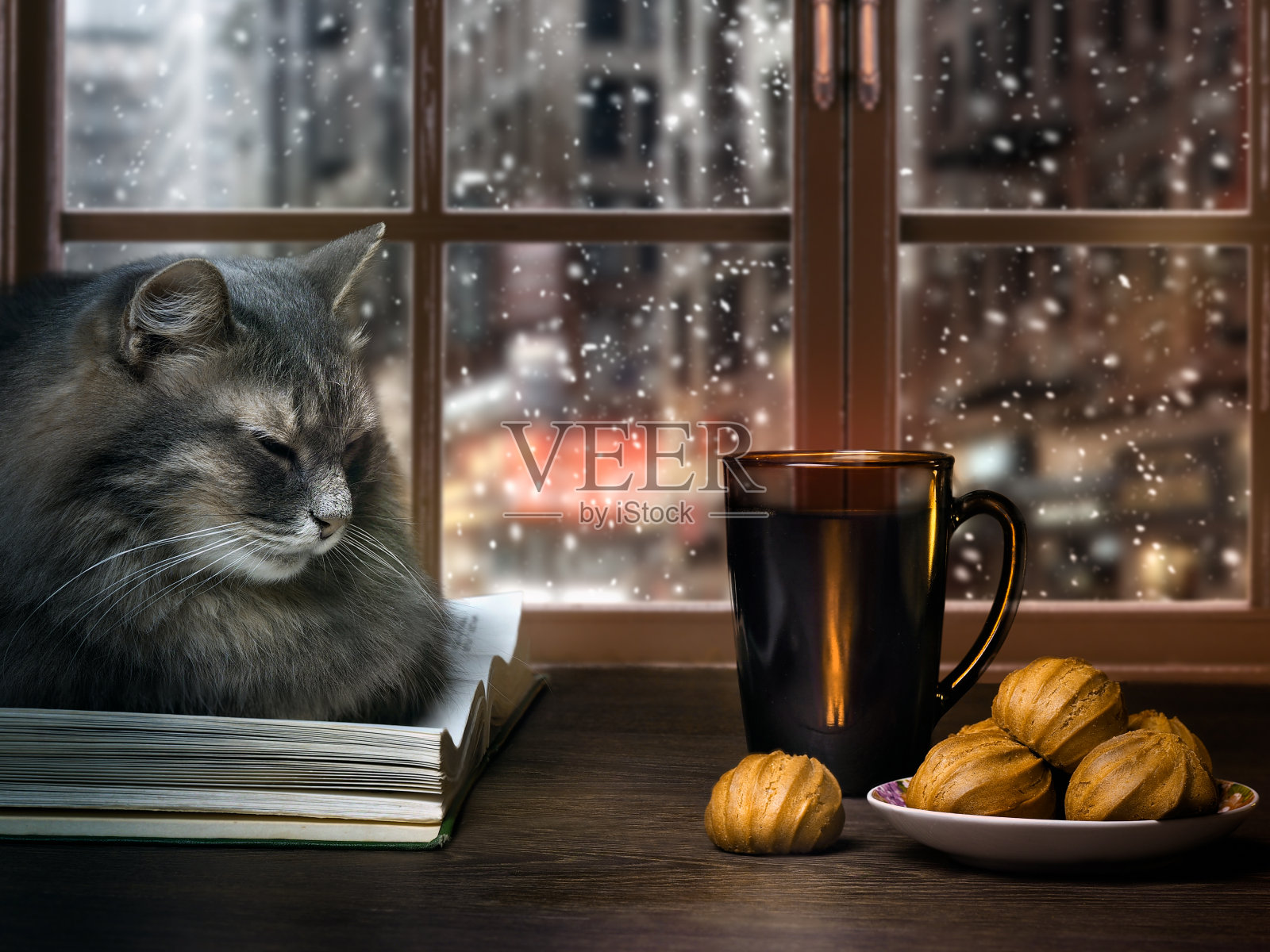 傍晚的猫在窗户上照片摄影图片