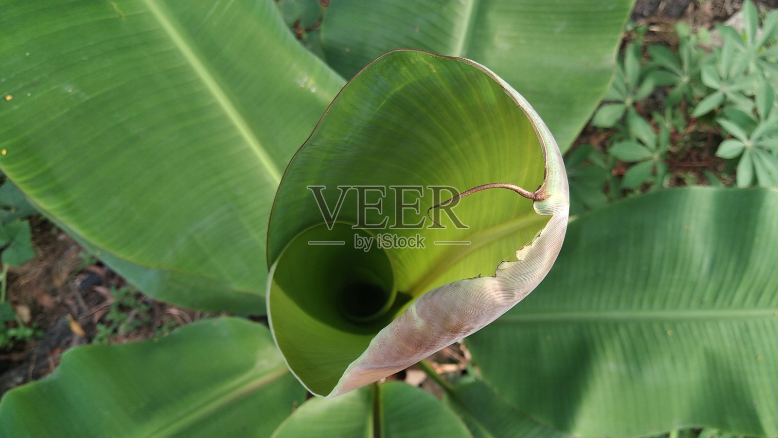 香蕉植物芽照片摄影图片