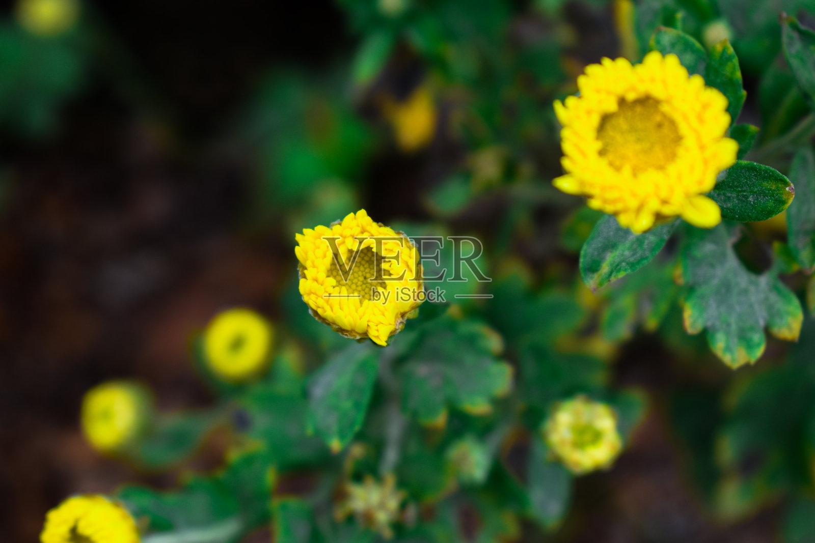 农场里盛开着五颜六色的菊花照片摄影图片