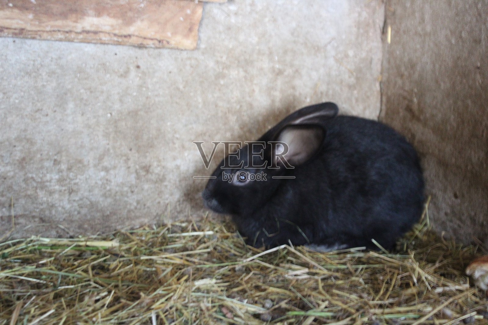 农场的兔子照片摄影图片