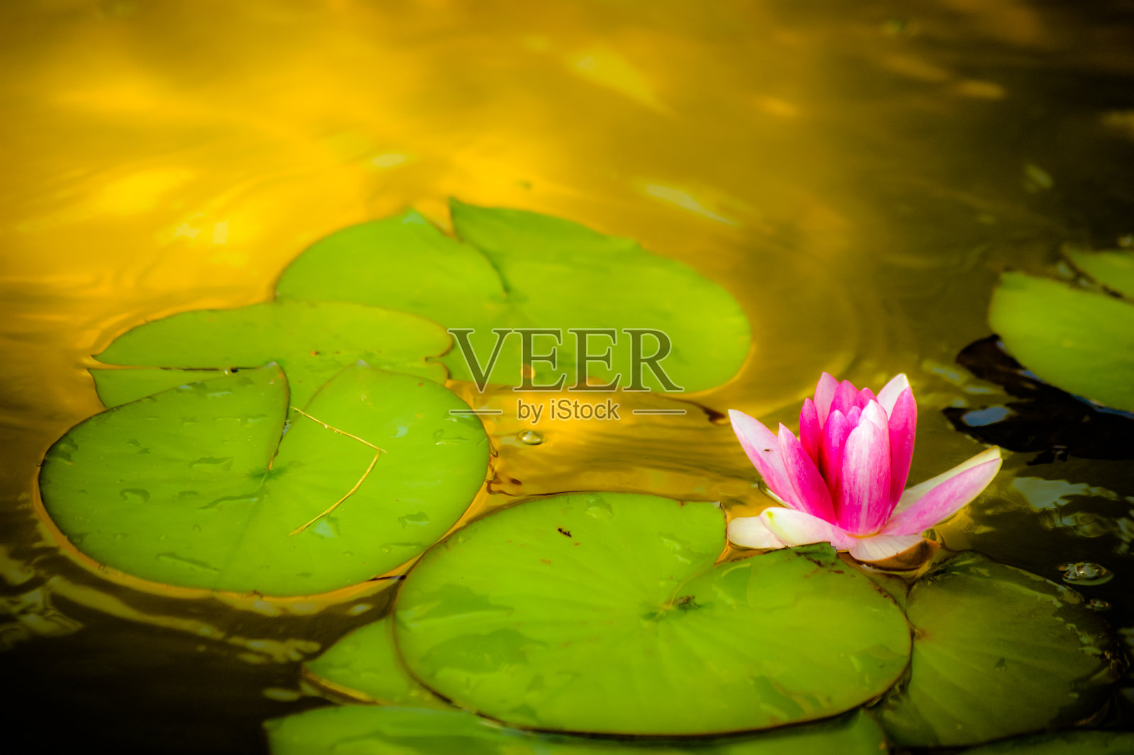 沃尔特·莉莉（莲花）照片摄影图片