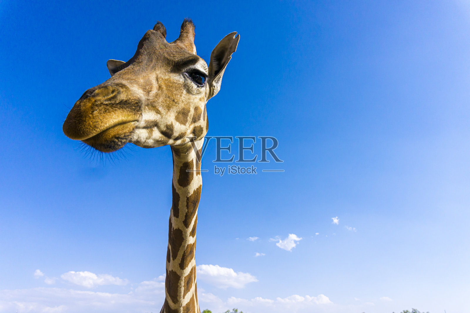 长颈鹿照片摄影图片