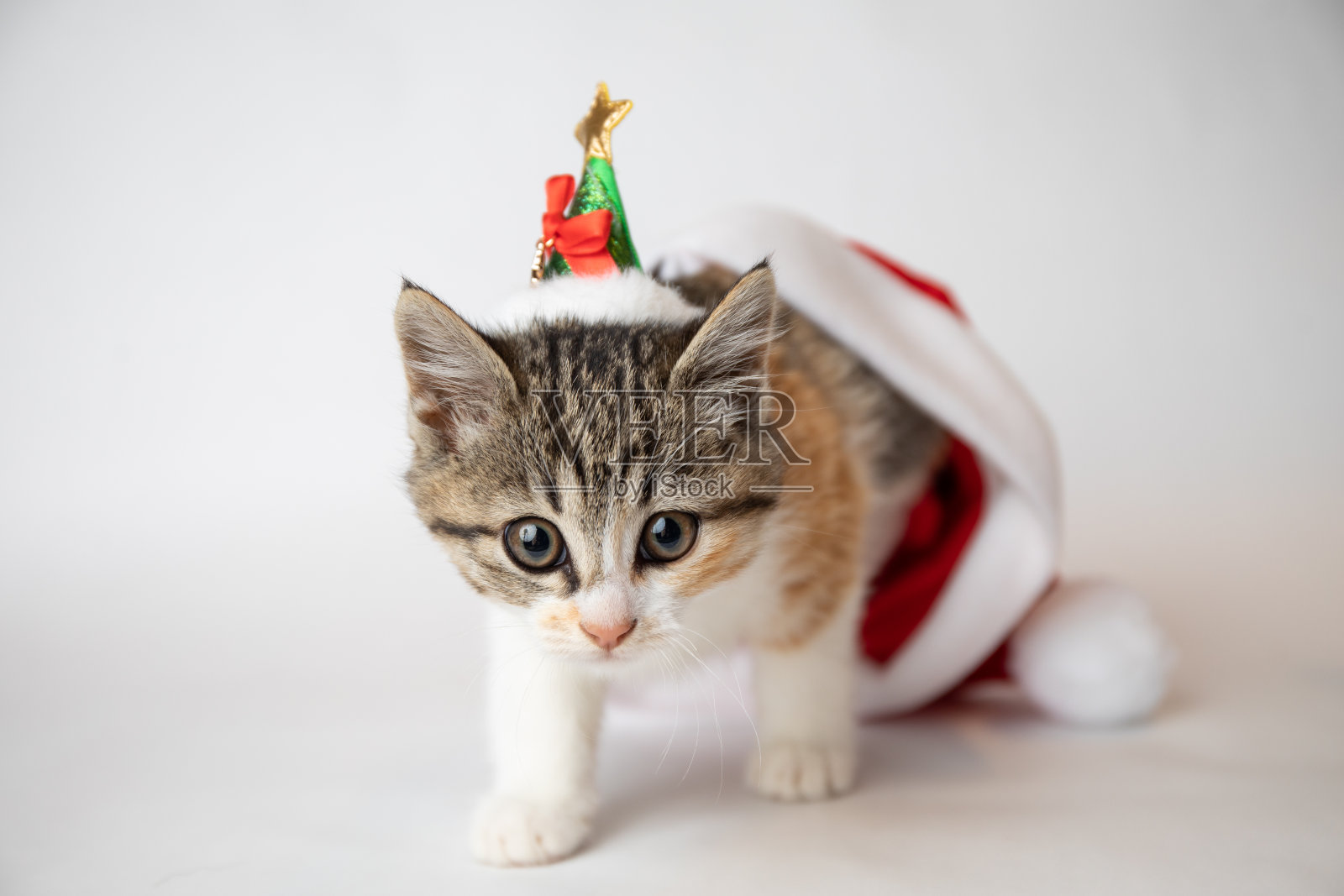 可爱的圣诞小猫与小圣诞帽和圣诞老人帽照片摄影图片