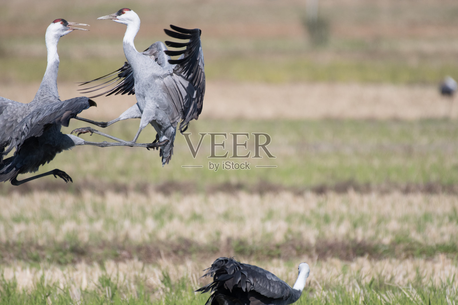 两只鹤在稻田里打架照片摄影图片