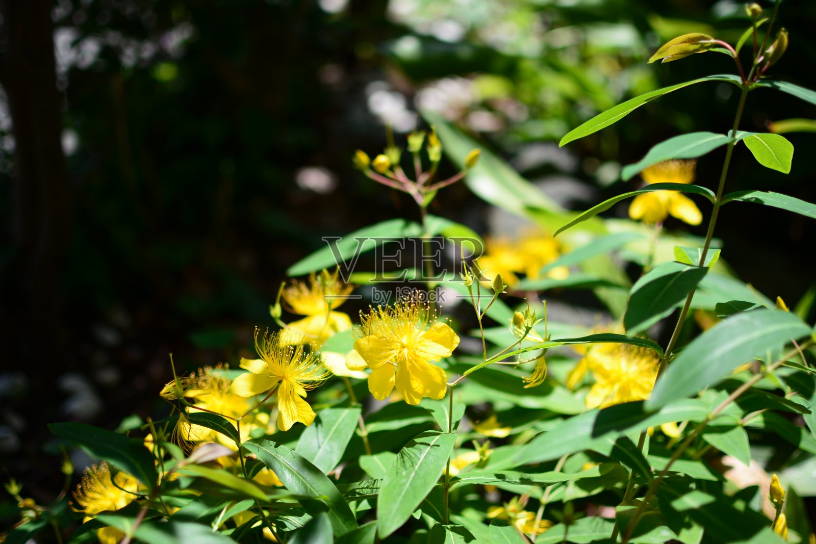 公园里的黄色花朵照片摄影图片