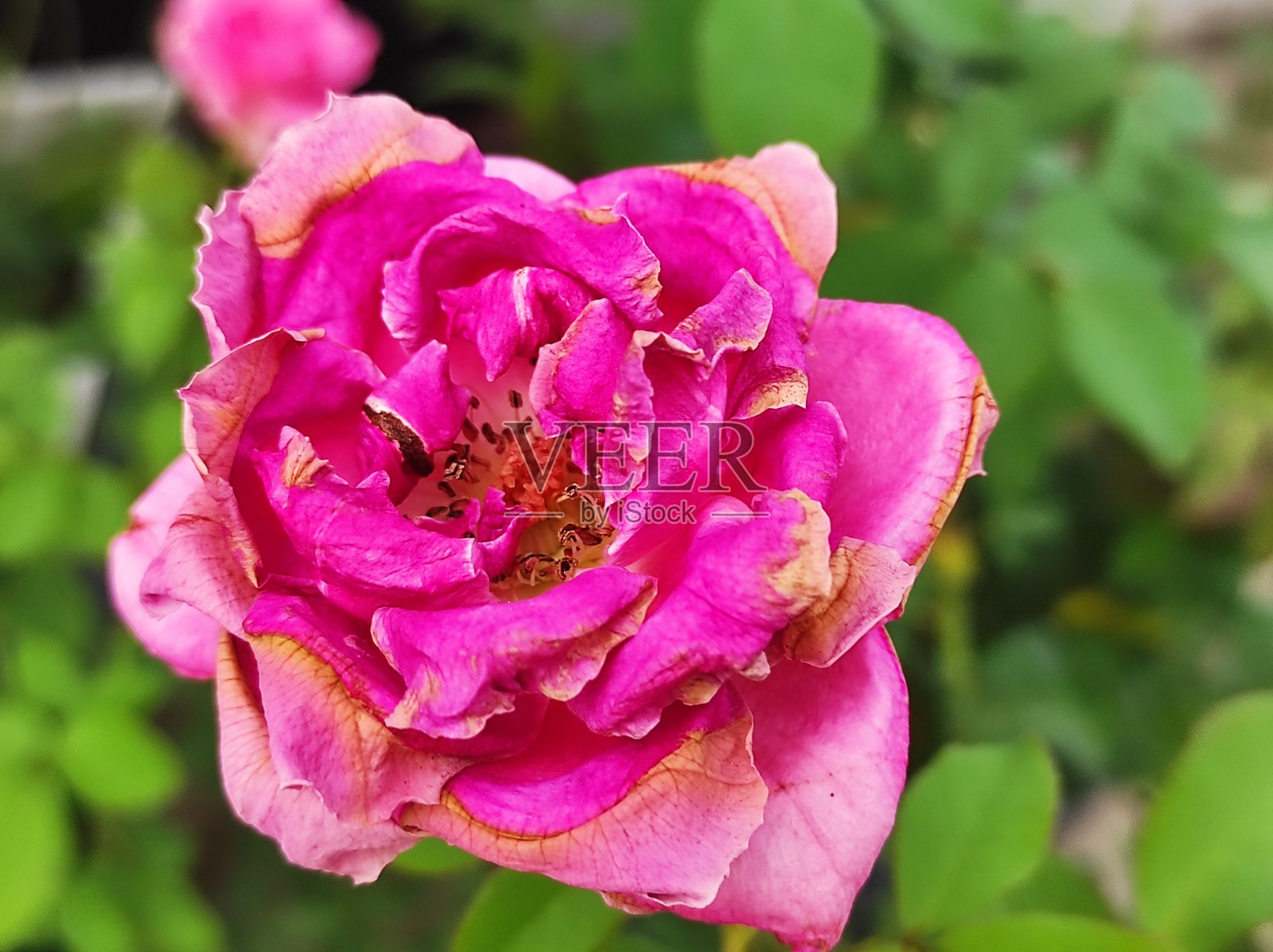 粉红色的花照片摄影图片