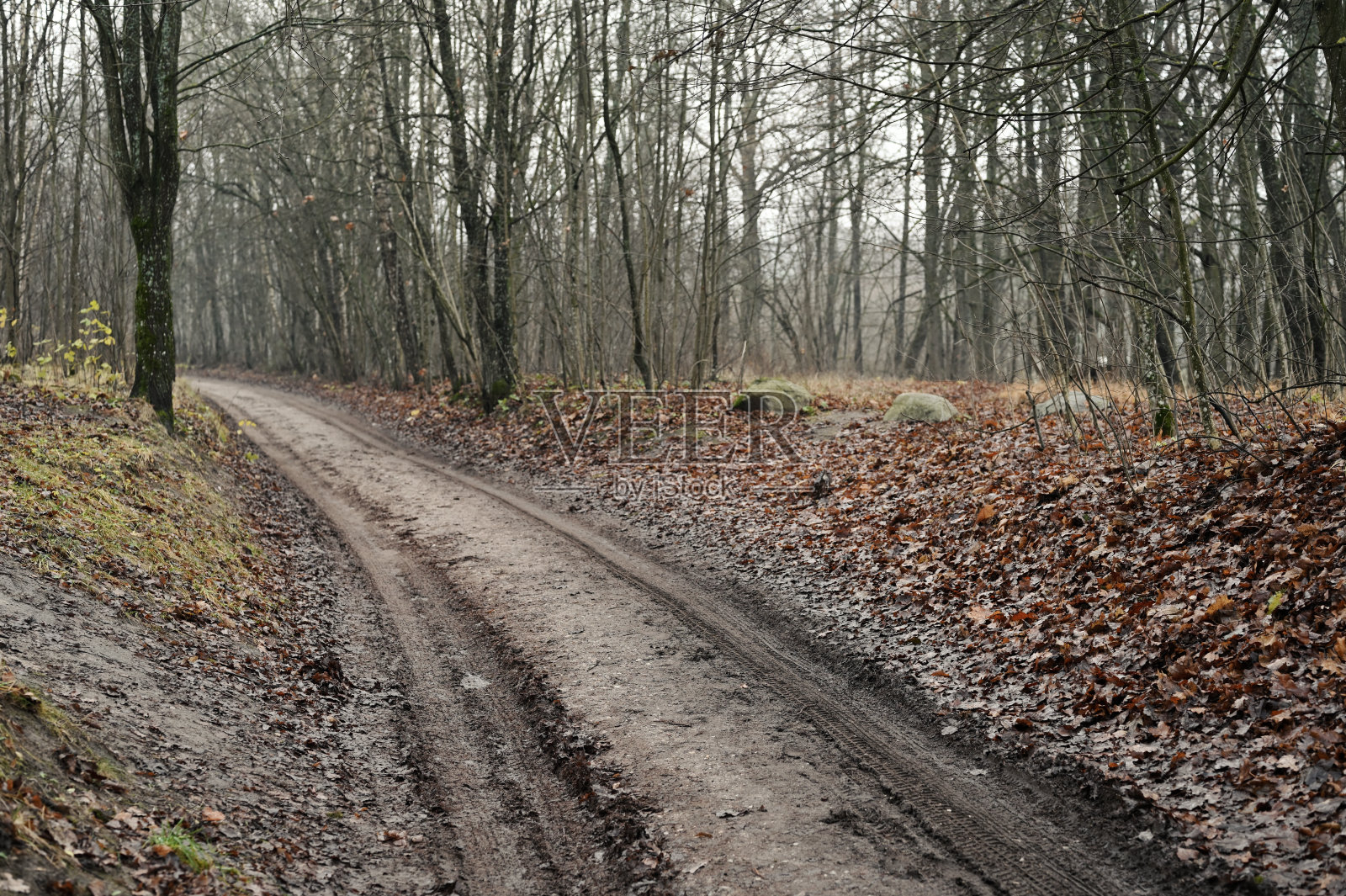 秋天的森林自然。路在自然界中照片摄影图片