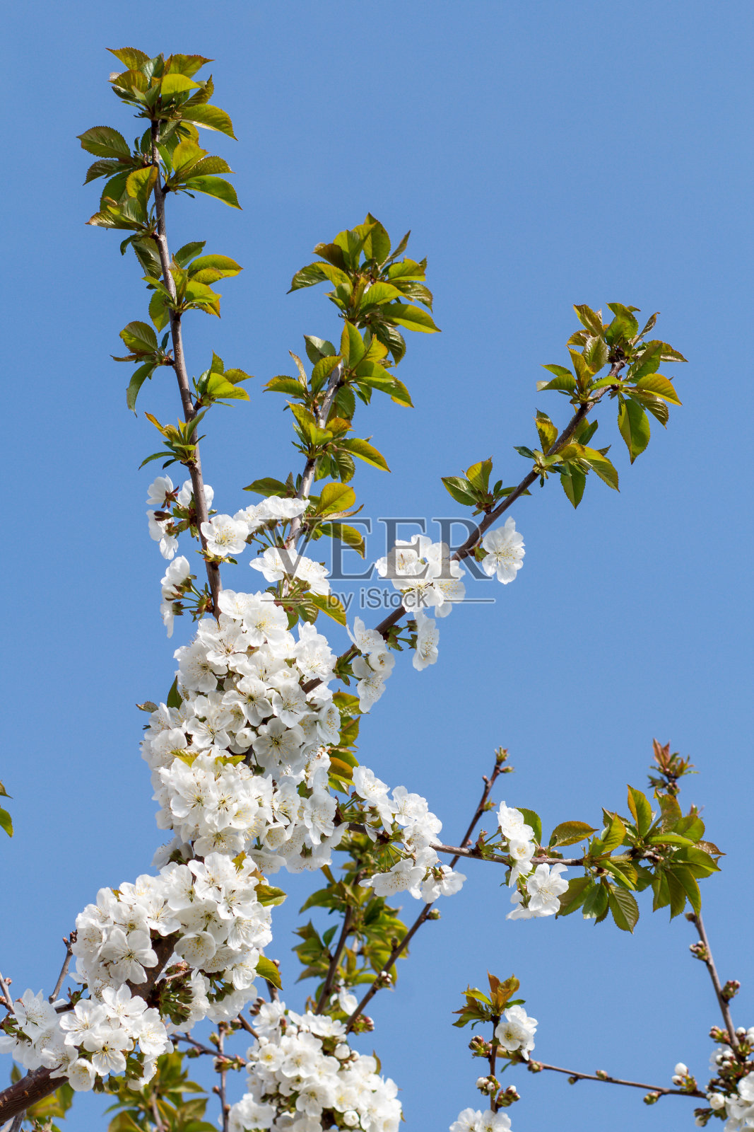 春天果园里盛开的樱桃树的树枝。照片摄影图片