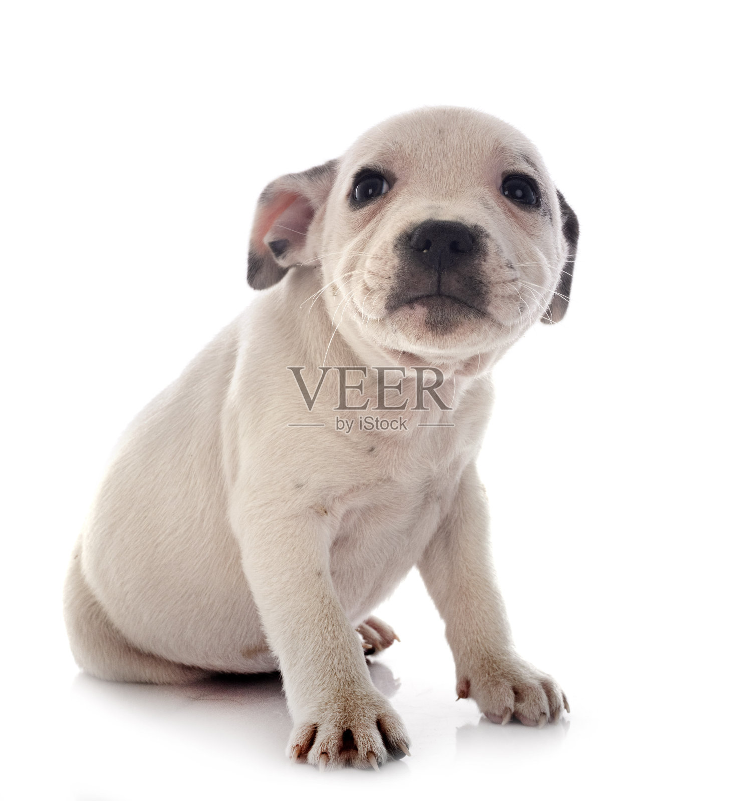 小狗斯塔福德郡斗牛梗照片摄影图片