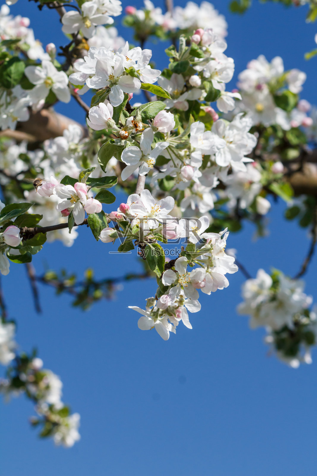 春天果园里盛开的苹果树的树枝。照片摄影图片