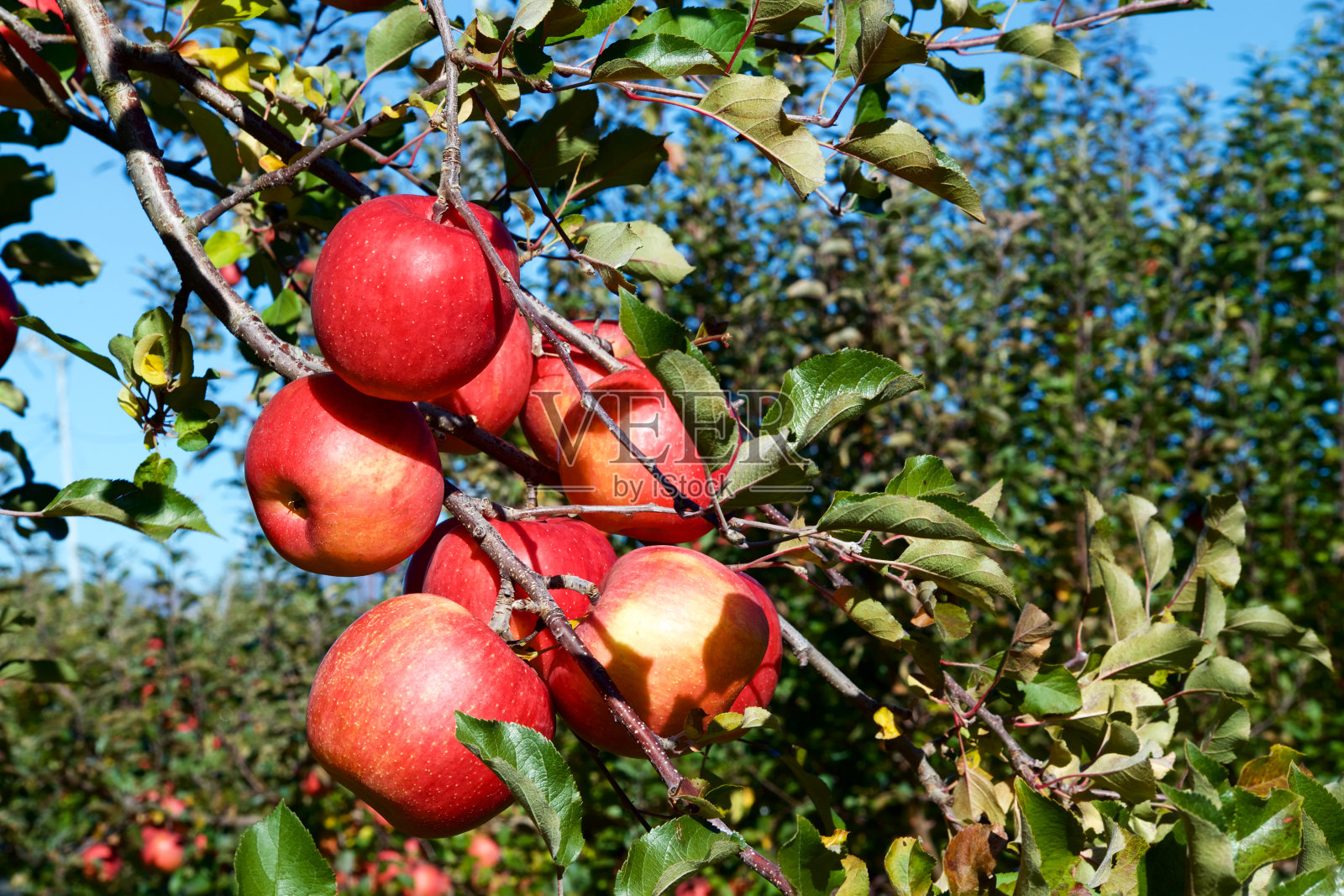 来自日本果园的即将收获的美味富士苹果。照片摄影图片