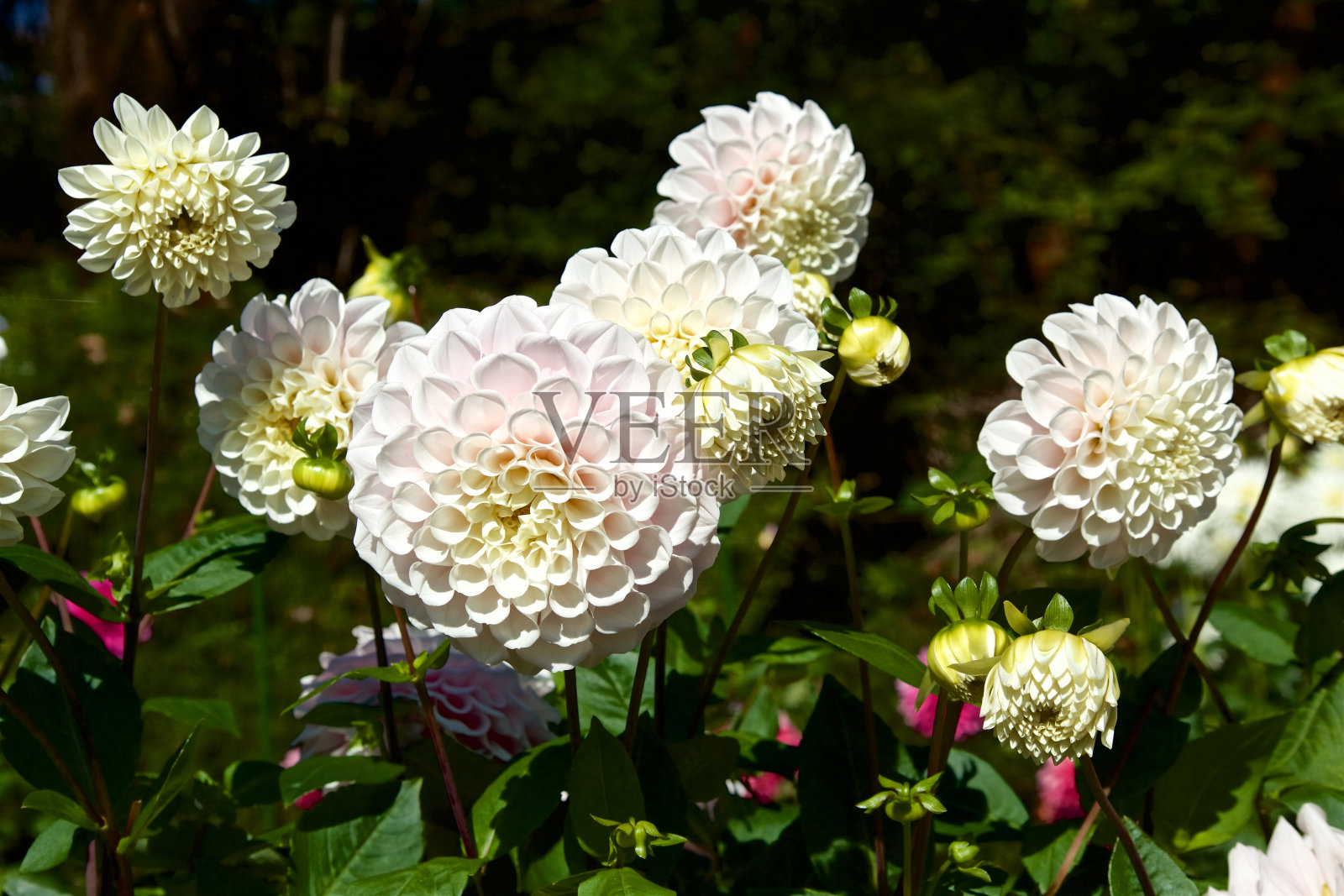 花园里美丽的粉红色大丽花在秋天盛开。照片摄影图片