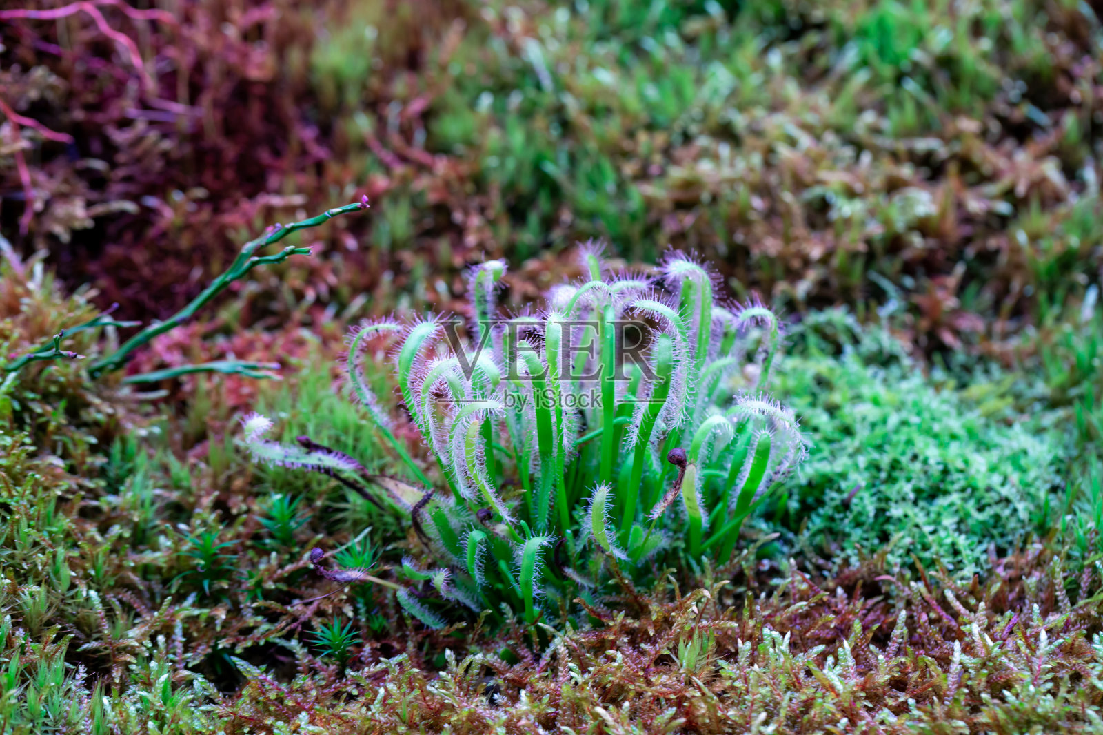 沼泽里的茅膏花照片摄影图片