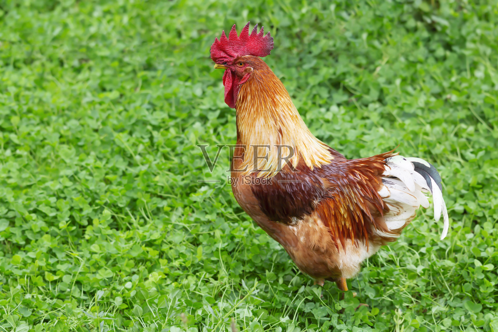 草坪上一只红公鸡的肖像照片摄影图片