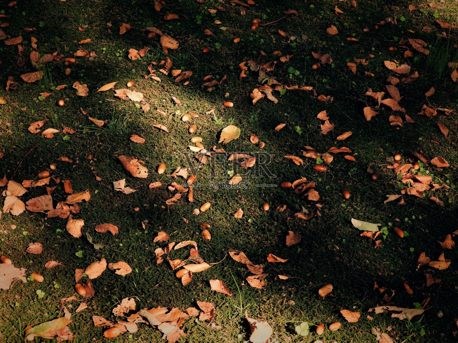 秋天公园里的树木照片摄影图片