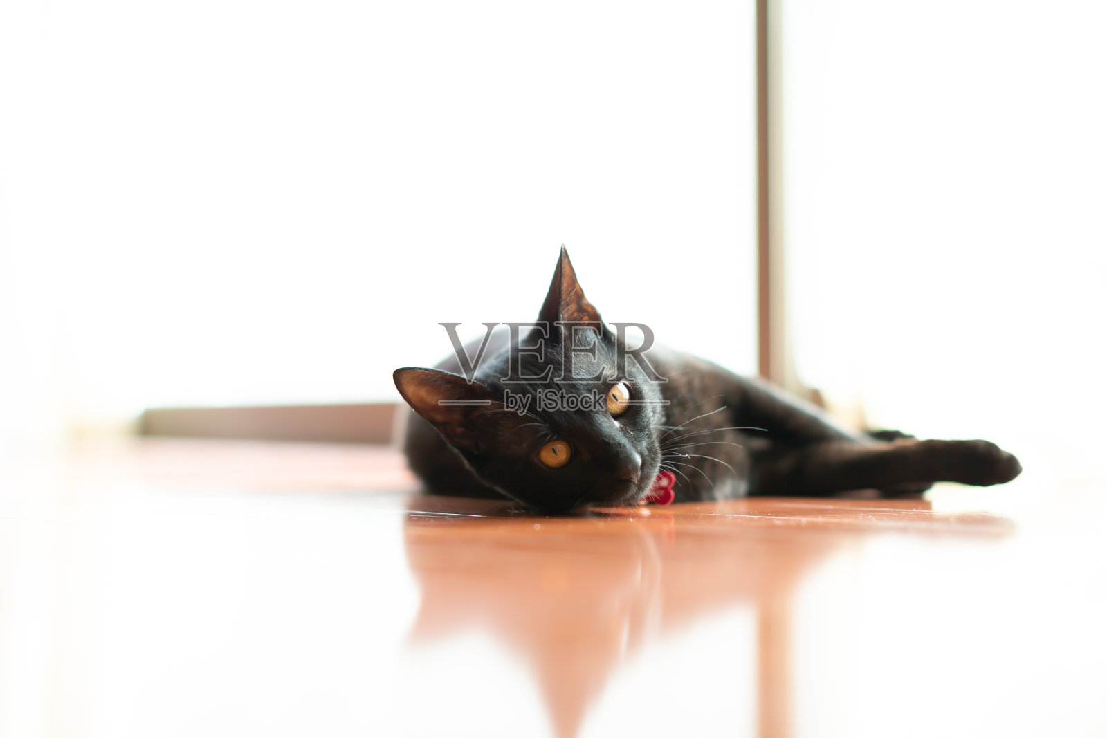 黑色的猫照片摄影图片