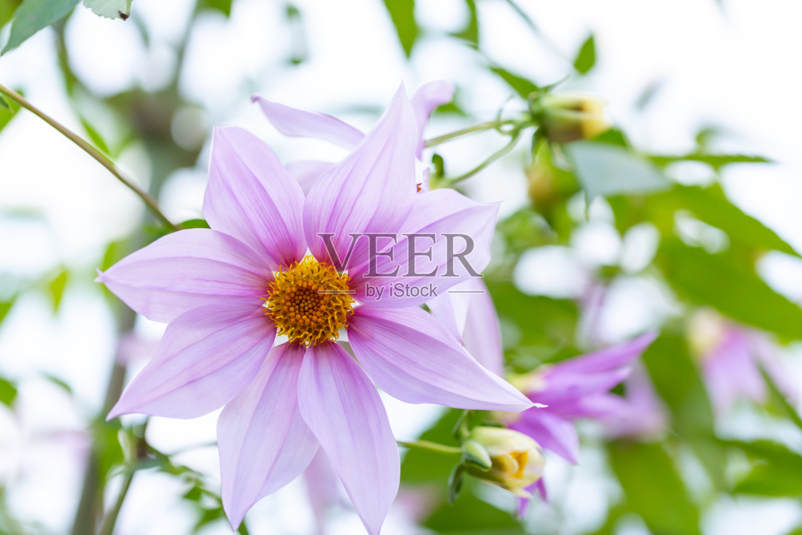 树大丽照片摄影图片